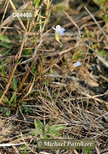 Small Butterwort (Pinguicula pumila)